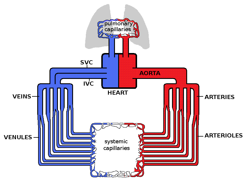 Hemodynamics in ME/CFS and POTS