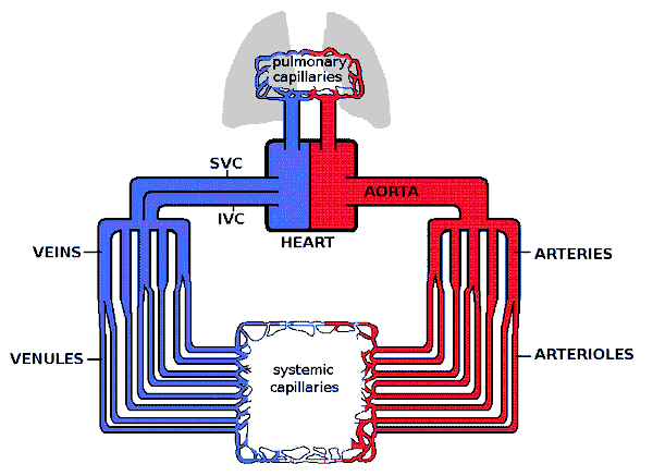 Hemodynamics in ME/CFS and POTS